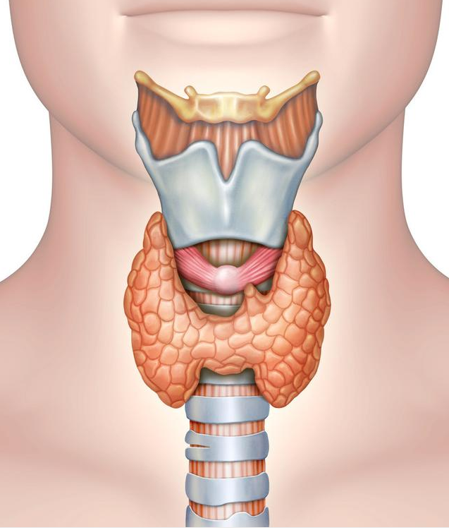 喉管图片高清示意图图片
