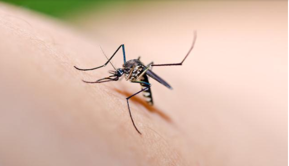 特大消息,孕期非o型血也招蚊 - 海南妈宝荟母婴健康管理有限公司