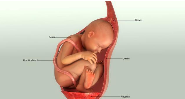 海南月子中心孕7月胎儿哪些部位开始生长发育要怎么避免意外的发生